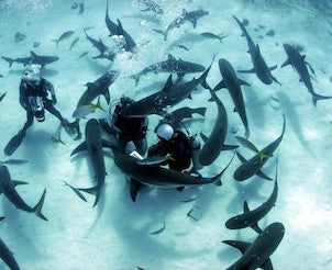 Bahamas Shark Diving Experience